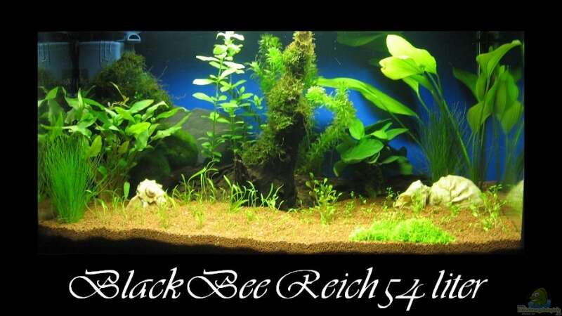 Aquarium Hauptansicht von Black Bee Reich (das Becken meiner Frau !!! ) von gestresster (Sven) (1)