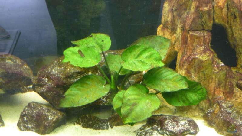 Pflanzen im Aquarium Becken 14994 von malawimimi (5)