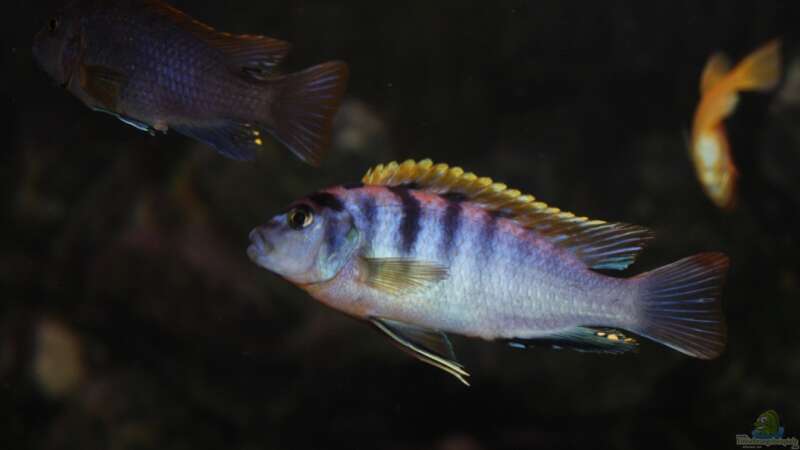 Labidochromis hongi (m) von bl@cky is b@ck (21)