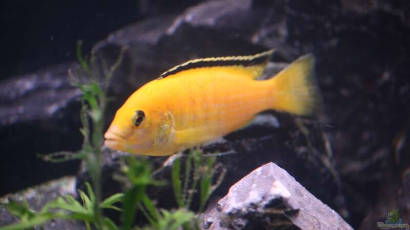 Labidochromis yellow( m) von bl@cky is b@ck (16)
