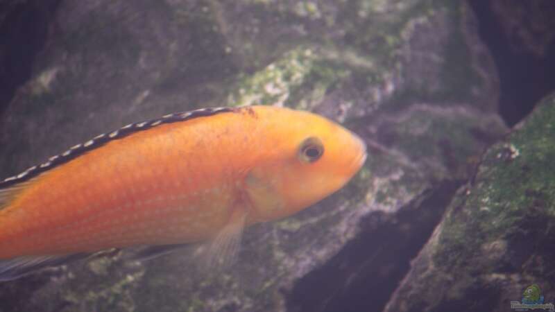 Labidochromis yellow (w) von bl@cky is b@ck (17)