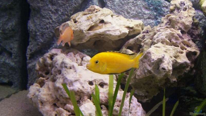 Labidochromis yellow Bock von Dicker Udo (21)