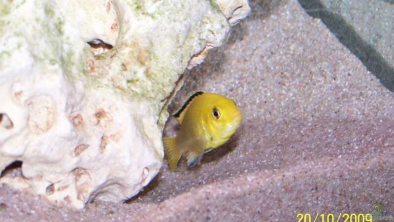 Labidochromis yellow Weib von Dicker Udo (26)