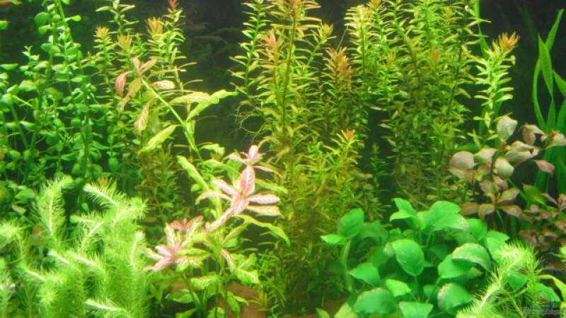 Pflanzen im Aquarium existiert in der Form nichtmehr von Peter S. (10)