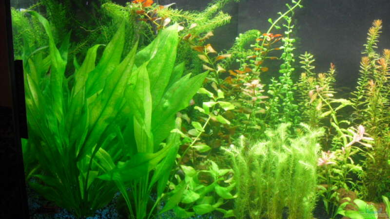 Pflanzen im Aquarium existiert in der Form nichtmehr von Peter S. (4)