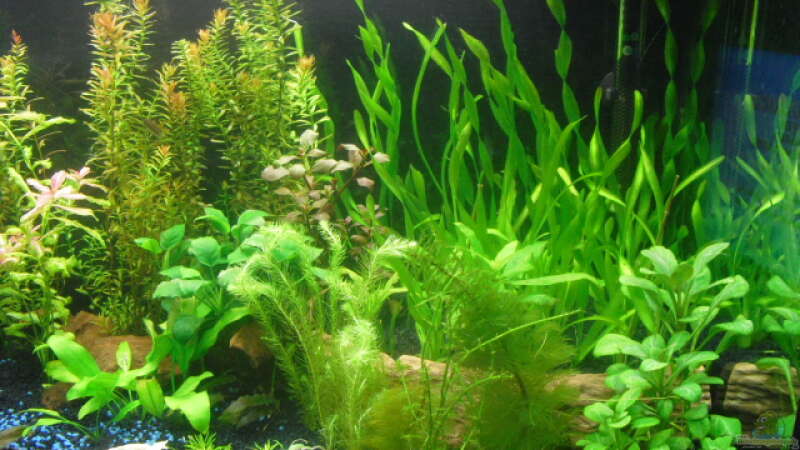 Pflanzen im Aquarium existiert in der Form nichtmehr von Peter S. (7)