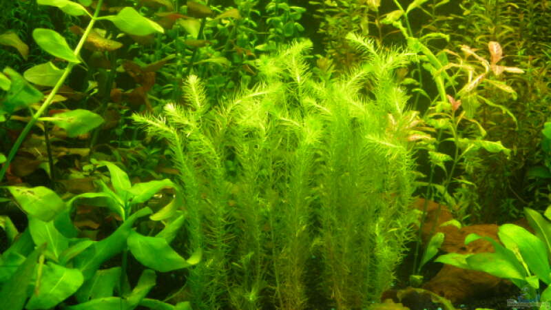 Pflanzen im Aquarium existiert in der Form nichtmehr von Peter S. (8)