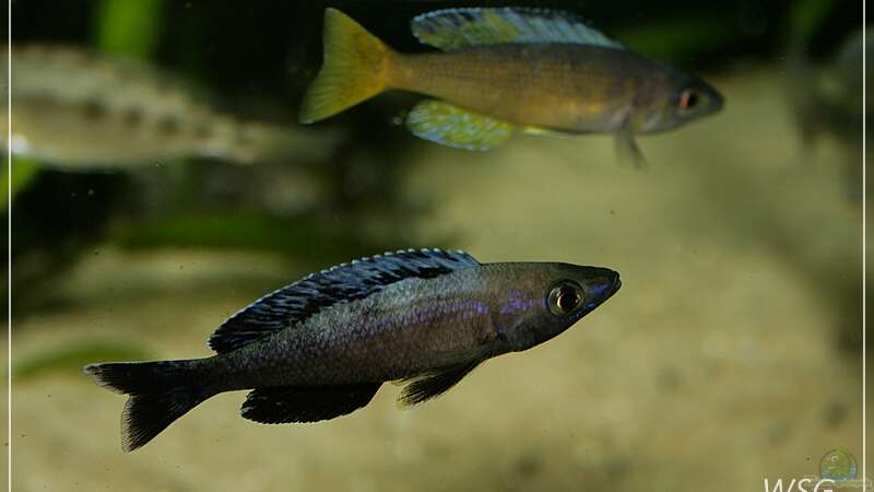 cyprichromis leotosoma kitumba von wolf87 (20)