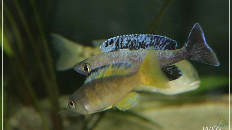 cyprichromis leptosoma kitumba von wolf87 (21)