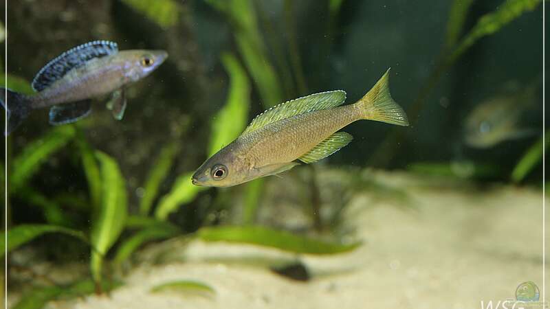 cyprichromis leptosoma kitumba von wolf87 (25)