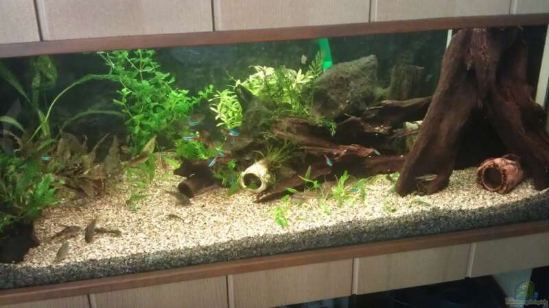 mein neues Aquarium, die Pflanzen müssen noch größer werden