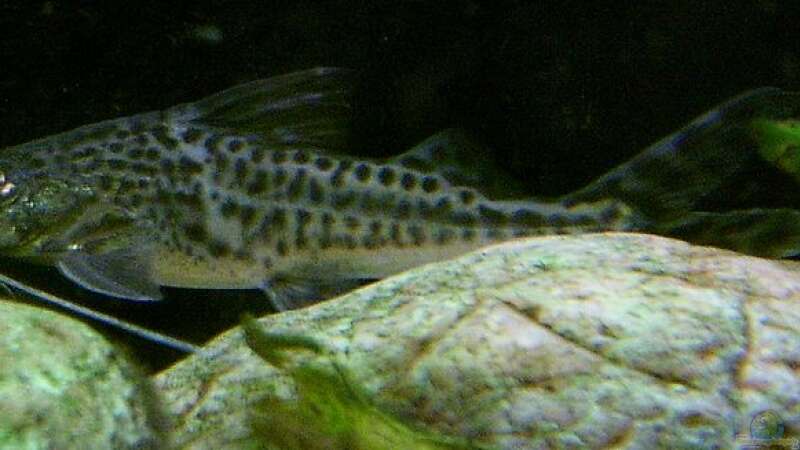 Artentafel: Pimelodus Pictus