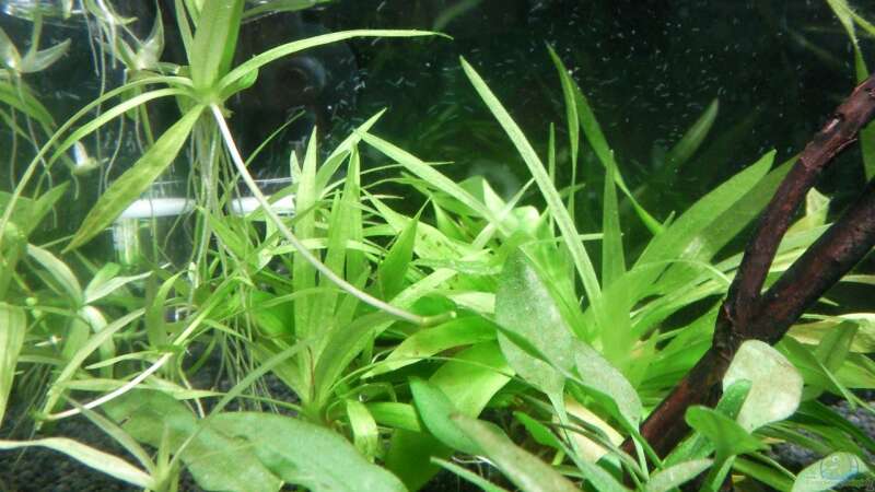 Echinodorus quadricostatus im Aquarium pflegen (Einrichtungsbeispiele für Zwerg-Schwertpflanze)