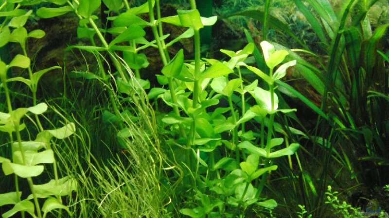 Pflanzen im Aquarium Waterhome von Oberregenwurm (10)