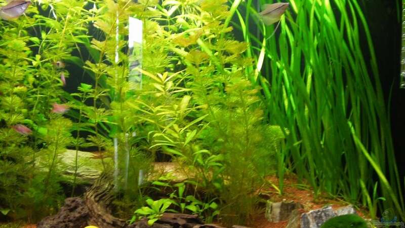 Pflanzen im Aquarium Trigon 190 von sternenbanner (3)