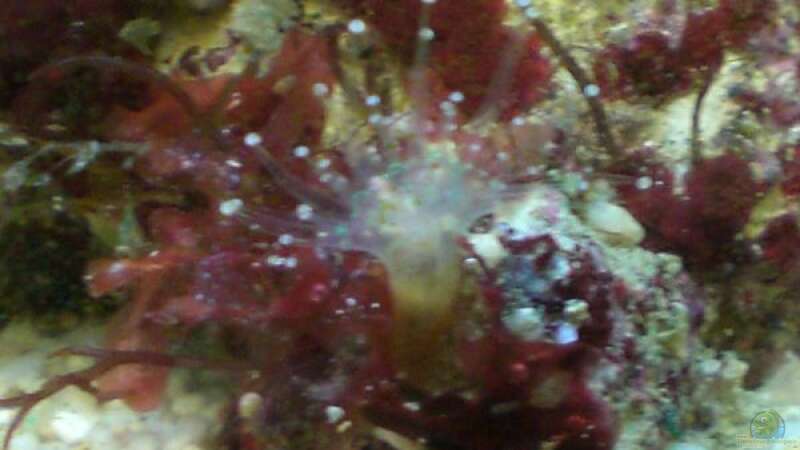Wahrscheinlich eine Korallenanemone von Maverick0815 (6)