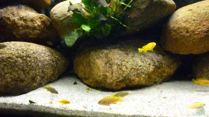 Besatz im Aquarium Becken 15282 von Yellow Man (15)