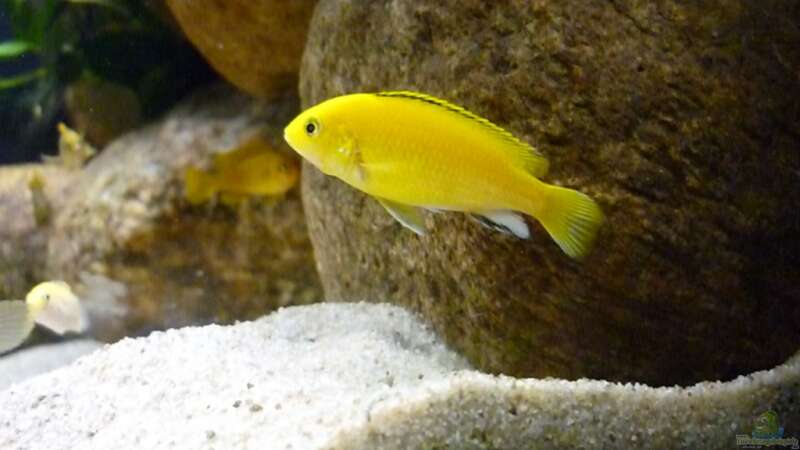 Besatz im Aquarium Becken 15282 von Yellow Man (17)