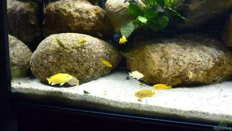 Besatz im Aquarium Becken 15282 von Yellow Man (18)