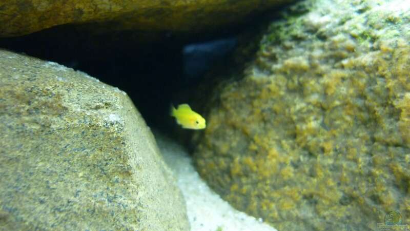 Besatz im Aquarium Becken 15282 von Yellow Man (7)