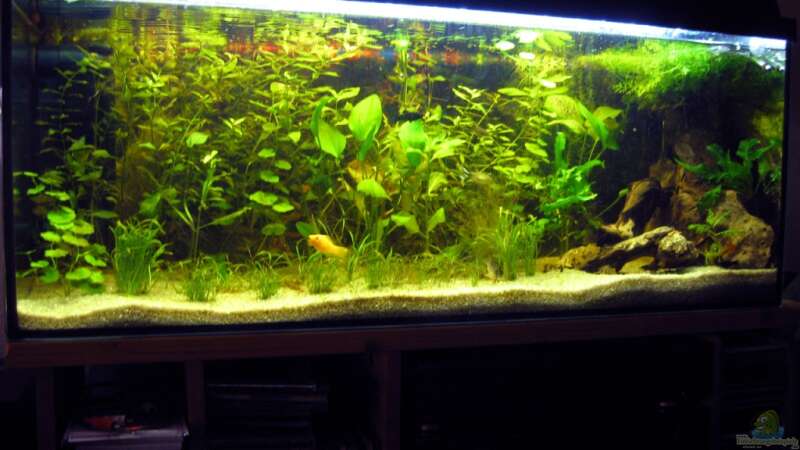 160 Liter Aquarium Typ Amazonas von Wassernarr (1)