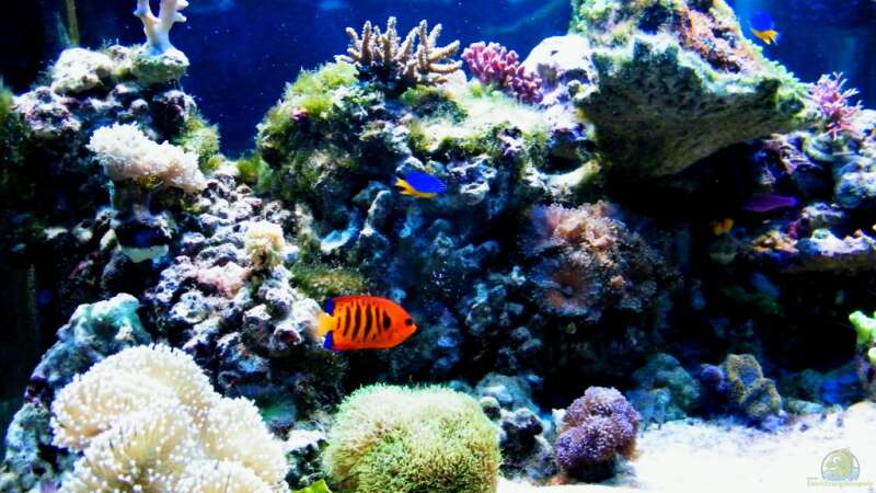 Aquarium Sunshine Coast von Malawigo (2)