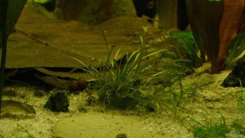 Pflanzen im Aquarium Schwarzwasser (wegen Planarien aufgegeben) von Alexander Eckel (6)