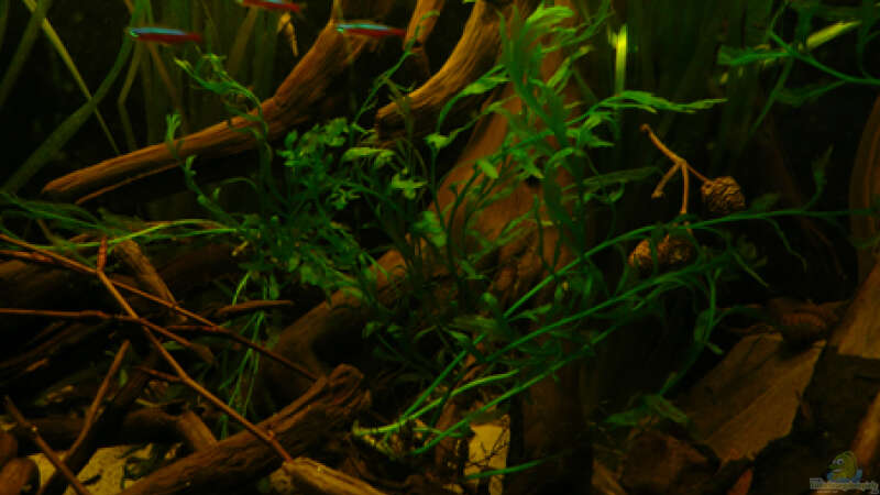 Pflanzen im Aquarium 112 Südamerika,N von Cichlid Power (22)
