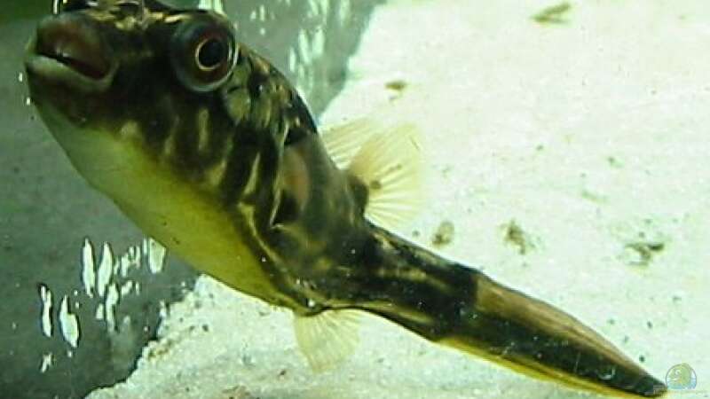Besatz im Aquarium Nilkugelfisch-Artbecken von Christina Studt (6)