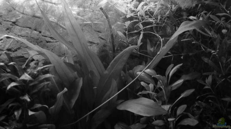 Dschungel - black&white - 03.11.2011 von SpL (18)