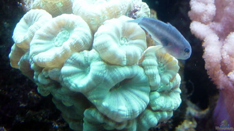Besatz im Aquarium A Piece of Reef Obsolete von The_Lizardking (39)