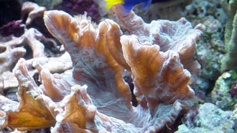 Besatz im Aquarium A Piece of Reef Obsolete von The_Lizardking (43)