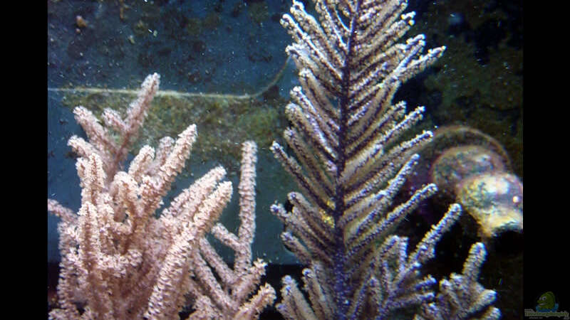 Dekoration im Aquarium A Piece of Reef Obsolete von The_Lizardking (22)