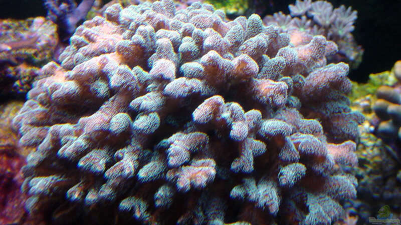 Pflanzen im Aquarium A Piece of Reef Obsolete von The_Lizardking (11)