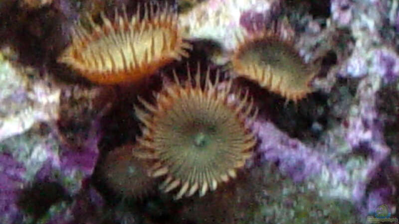 Pflanzen im Aquarium A Piece of Reef Obsolete von The_Lizardking (13)