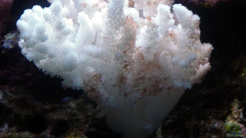 Pflanzen im Aquarium A Piece of Reef Obsolete von The_Lizardking (14)