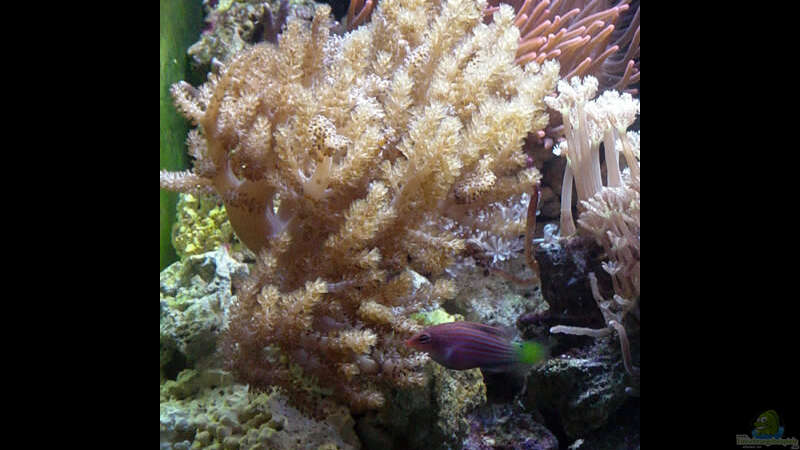 Pflanzen im Aquarium A Piece of Reef Obsolete von The_Lizardking (16)