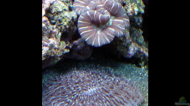 Pflanzen im Aquarium A Piece of Reef Obsolete von The_Lizardking (17)