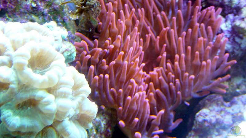 Pflanzen im Aquarium A Piece of Reef Obsolete von The_Lizardking (7)