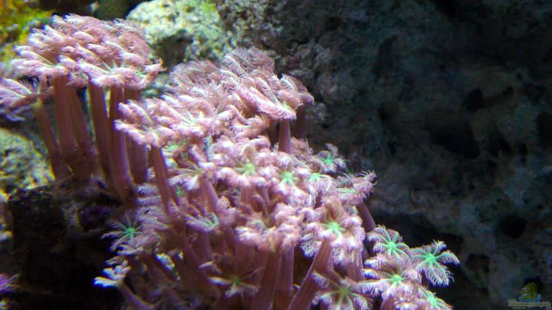 Pflanzen im Aquarium A Piece of Reef Obsolete von The_Lizardking (8)