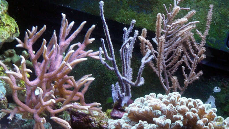 Pflanzen im Aquarium A Piece of Reef Obsolete von The_Lizardking (9)