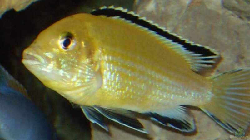 13.2.2010  Labidochromis caeruleus , yellow von Mats (70)