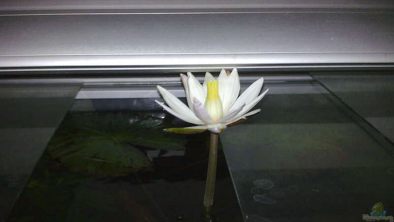 Der Lotus blüht von Heiko Bischof (11)