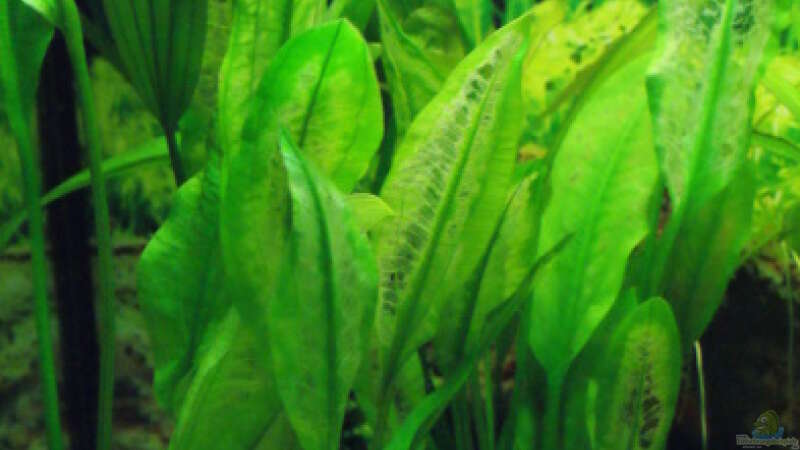 Pflanzen im Aquarium Gesellschaft in 180 Liter von MelliNelli (3)
