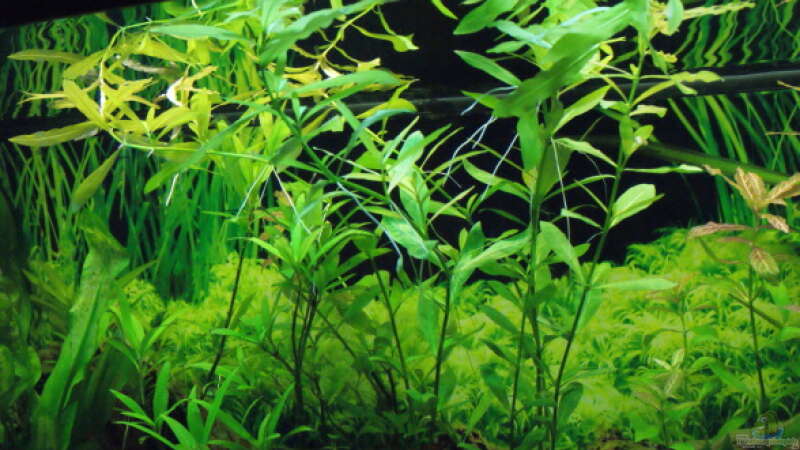Pflanzen im Aquarium Gesellschaft in 180 Liter von MelliNelli (4)