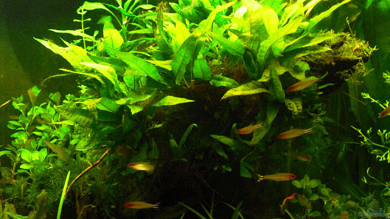 Pflanzen im Aquarium Salmler-Becken (Rotkopf/Kaiser) von Mario74 (18)