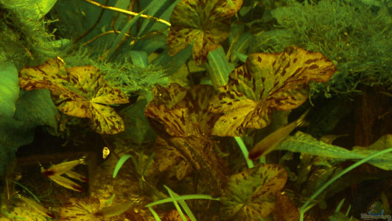 Pflanzen im Aquarium Salmler-Becken (Rotkopf/Kaiser) von Mario74 (19)