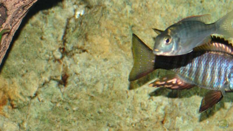 Besatz im Aquarium Malawi 1 von Spaceace (35)
