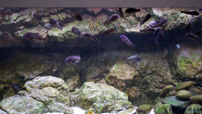 Einrichtungsbeispiele für die Haltung von Tropheus moorii "Lufubu" im Aquarium  - Tropheus-lufubuaquarium