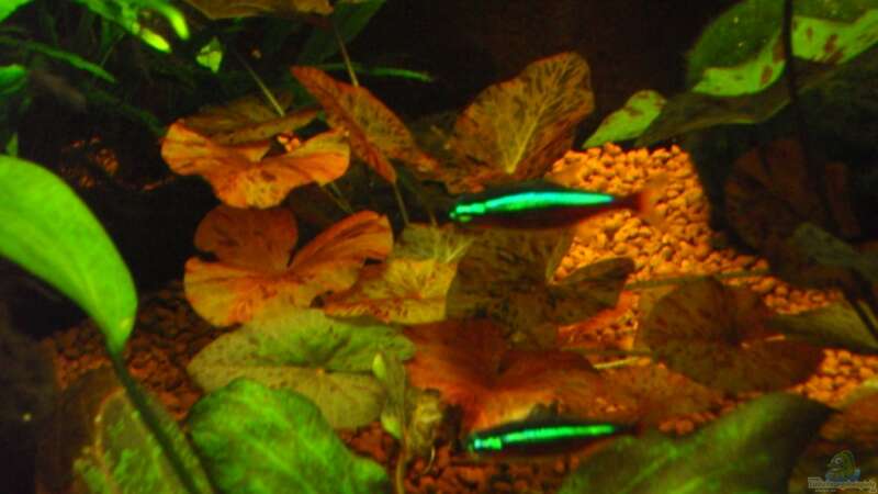 roter Tigerlotus mit rotem Neon - 16.03.10 - von Opodeldok (19)